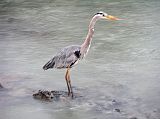 Galapagos 5-1-14 Puerto Ayora Great Blue Heron The great blue heron is the largest of the Galapagos herons, here seen on the Puerto Ayora seashore. It is a fierce and efficient predator and lives of a wide range of marine life.